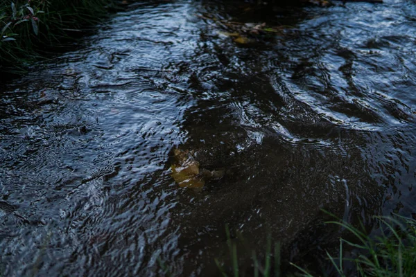 Deslumbramiento Flujo Agua Otoño Deja Hierba Corriente Charco Reflexión Agua —  Fotos de Stock