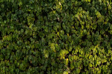 Yeşil yaprak duvarı, çevre düzenlemesi yeşillik, yaşayan duvar çalı baskısı