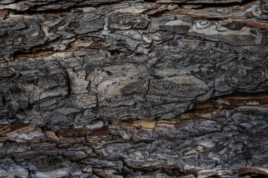 Ekran koruyucu için makro ağaç kabuğu, eski ahşap, yonga, çatlak, yosun, fotofon ve baskı.