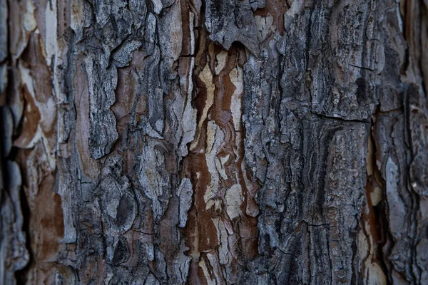 Μακρό Εκχύλισμα Φλοιού Δέντρου Παλαιωμένου Ξύλου Τσιπ Ρωγμές Βρύα Φωτόφωνο — Φωτογραφία Αρχείου