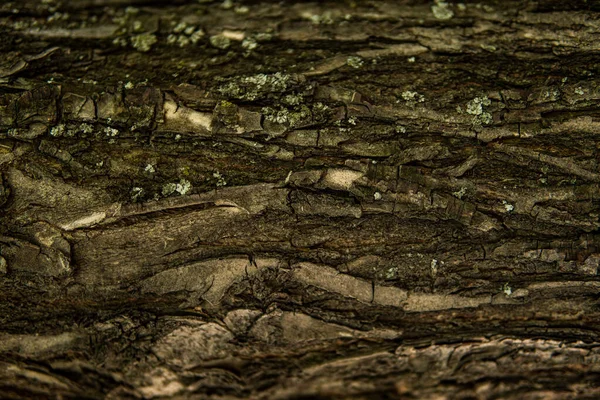 Wykładzina Makro Kory Drzewnej Drewna Dojrzewającego Wiórów Pęknięć Mchu Fotofonu — Zdjęcie stockowe