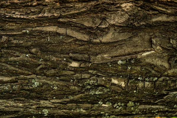 Wykładzina Makro Kory Drzewnej Drewna Dojrzewającego Wiórów Pęknięć Mchu Fotofonu — Zdjęcie stockowe