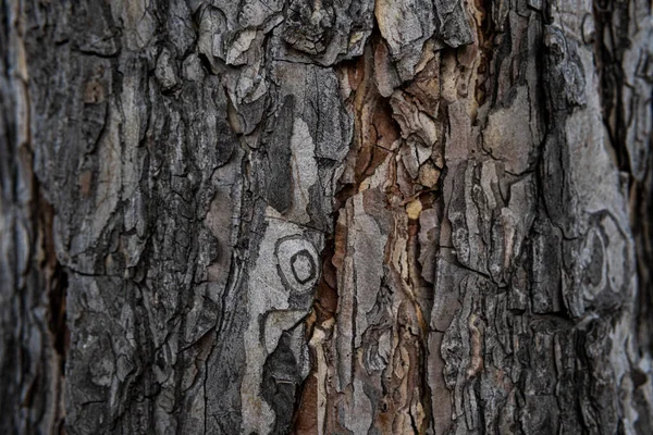 Ağaç Kabuğu Makro Dokusu Eski Ahşap Ağaçtaki Çatlaklar Parktaki Yaşlı — Stok fotoğraf