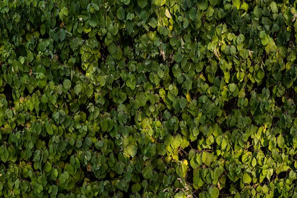 Muro Verde Foglie Verde Paesaggistico Parete Vivente Stampa Cespuglio — Foto Stock