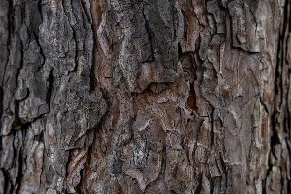 Estructura Macro Corteza Árbol Madera Envejecida Grietas Árbol Árbol Viejo — Foto de Stock