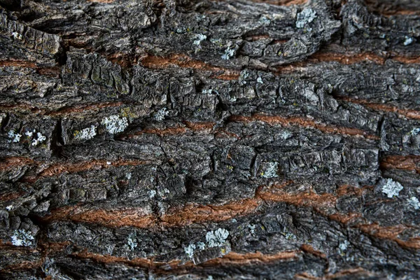 Estructura Macro Corteza Árbol Madera Envejecida Grietas Árbol Árbol Viejo —  Fotos de Stock