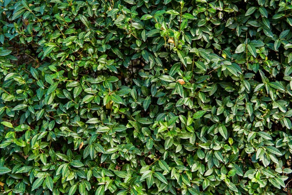 Muro Verde Foglie Verde Paesaggistico Parete Vivente Stampa Cespuglio — Foto Stock