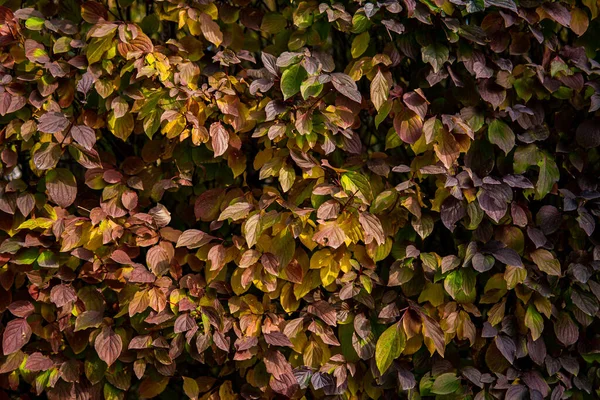 Green Autumn Leaf Wall Landscaping Living Wall Bush Print Wild — Stock Photo, Image