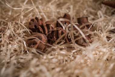 Çikolatadan yapılmış araç figürleri Lviv, Ukrayna 'dan satın almak için çok popüler..