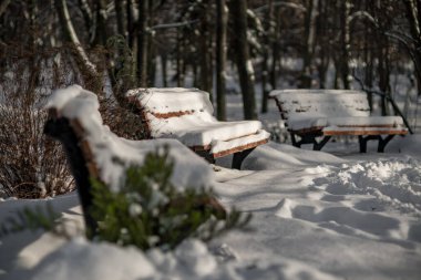 Şehirdeki bankları olan doğa parkında kış ağaçları