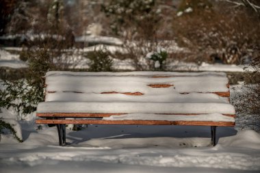 Şehirdeki bankları olan doğa parkında kış ağaçları