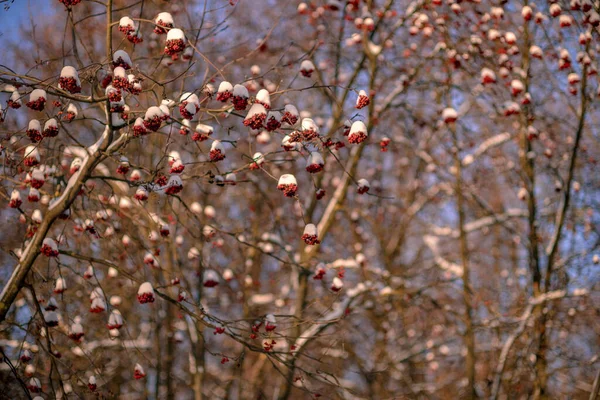 Winterbäume Naturpark Der Stadt Mit Bänken — Stockfoto