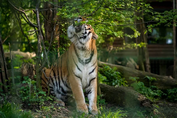 Бенгальский Тигр Бенгальская Популяция Тигров Самая Большая Национальное Животное Штата — стоковое фото