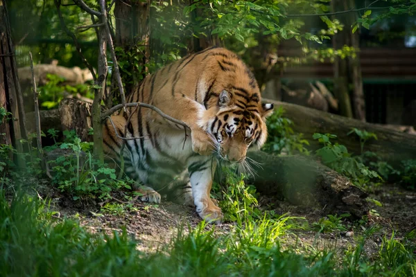 Bengaalse Tijger Bengaalse Tijgerpopulatie Grootste Het Het Nationale Dier Van — Stockfoto