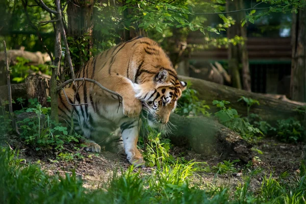 Bengaalse Tijger Bengaalse Tijgerpopulatie Grootste Het Het Nationale Dier Van — Stockfoto