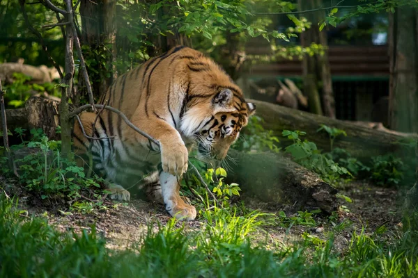 Bengalischer Tiger Die Bengalische Tigerpopulation Ist Die Größte Ist Das — Stockfoto
