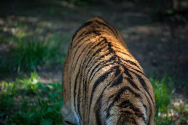 Bengalisk Tiger Den Bengaliska Tigerbefolkningen Den Största Det Det Nationella — Stockfoto