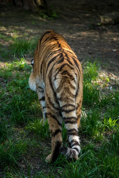 Tigre Bengala Población Tigres Bengala Mayor Animal Nacional Del Estado — Foto de Stock