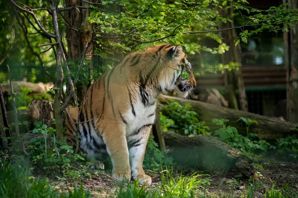 Бенгальский Тигр Бенгальская Популяция Тигров Самая Большая Национальное Животное Штата — стоковое фото