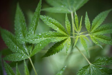 Esrar (İspanyolca marihuana, marihuana), kenevirden türetilmiş psikoaktif bir uyuşturucudur..