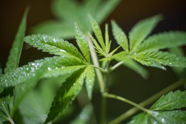 Esrar (İspanyolca marihuana, marihuana), kenevirden türetilmiş psikoaktif bir uyuşturucudur..