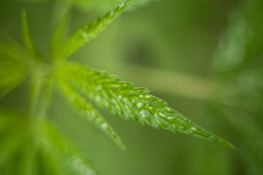 Esrar (İspanyolca marihuana, marihuana), kenevirden türetilmiş psikoaktif bir uyuşturucudur..