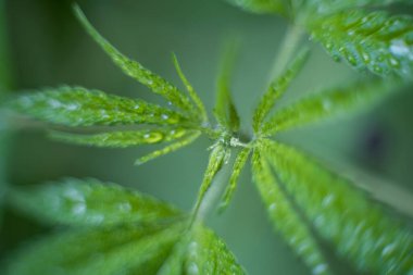 Esrar (İspanyolca marihuana, marihuana), kenevirden türetilmiş psikoaktif bir uyuşturucudur..