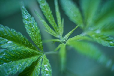 Esrar (İspanyolca marihuana, marihuana), kenevirden türetilmiş psikoaktif bir uyuşturucudur..