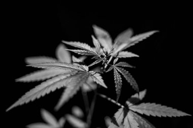 Esrar (İspanyolca marihuana, marihuana), kenevirden türetilmiş psikoaktif bir uyuşturucudur..