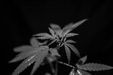 Esrar (İspanyolca marihuana, marihuana), kenevirden türetilmiş psikoaktif bir uyuşturucudur..