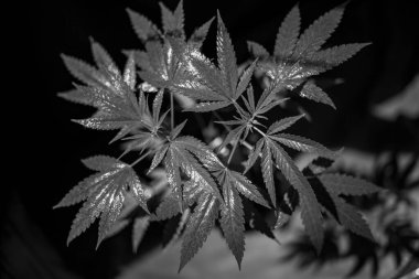 Esrar (İspanyolca marihuana, marihuana), kenevirden türetilmiş psikoaktif bir uyuşturucudur..