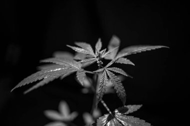 Esrar (İspanyolca marihuana, marihuana), kenevirden türetilmiş psikoaktif bir uyuşturucudur..