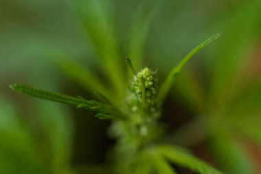 Esrar (İspanyolca marihuana, marihuana), kenevirden türetilmiş psikoaktif bir uyuşturucudur..