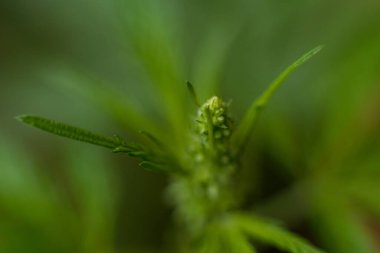 Esrar (İspanyolca marihuana, marihuana), kenevirden türetilmiş psikoaktif bir uyuşturucudur..