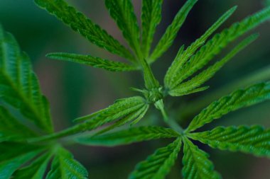 Esrar (İspanyolca marihuana, marihuana), kenevirden türetilmiş psikoaktif bir uyuşturucudur..