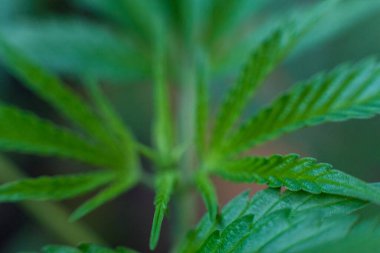 Esrar (İspanyolca marihuana, marihuana), kenevirden türetilmiş psikoaktif bir uyuşturucudur..