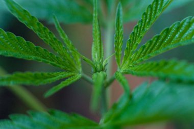 Esrar (İspanyolca marihuana, marihuana), kenevirden türetilmiş psikoaktif bir uyuşturucudur..