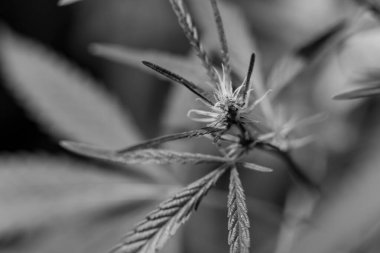 Esrar (İspanyolca marihuana, marihuana), kenevirden türetilmiş psikoaktif bir uyuşturucudur..