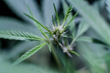 Esrar (İspanyolca marihuana, marihuana), kenevirden türetilmiş psikoaktif bir uyuşturucudur..