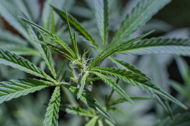 Esrar (İspanyolca marihuana, marihuana), kenevirden türetilmiş psikoaktif bir uyuşturucudur..