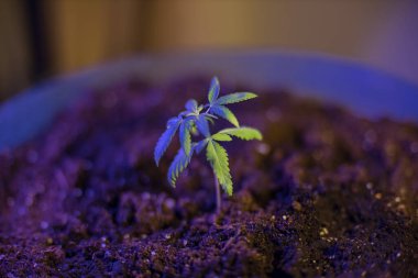 Esrar (İspanyolca marihuana, marihuana), kenevirden türetilmiş psikoaktif bir uyuşturucudur..