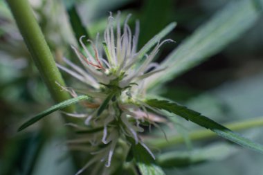 Esrar (İspanyolca marihuana, marihuana), kenevirden türetilmiş psikoaktif bir uyuşturucudur..
