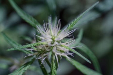 Esrar (İspanyolca marihuana, marihuana), kenevirden türetilmiş psikoaktif bir uyuşturucudur..