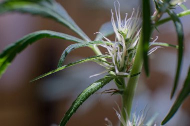 Esrar (İspanyolca marihuana, marihuana), kenevirden türetilmiş psikoaktif bir uyuşturucudur..