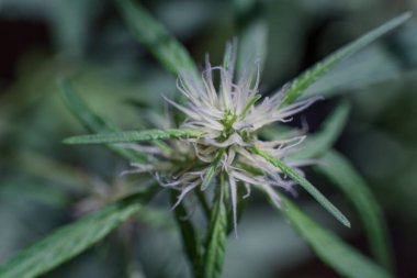Esrar (İspanyolca marihuana, marihuana), kenevirden türetilmiş psikoaktif bir uyuşturucudur..