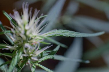 Esrar (İspanyolca marihuana, marihuana), kenevirden türetilmiş psikoaktif bir uyuşturucudur..