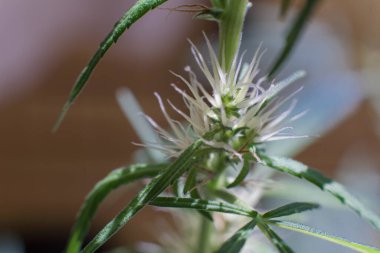 Esrar (İspanyolca marihuana, marihuana), kenevirden türetilmiş psikoaktif bir uyuşturucudur..