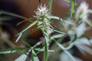 Esrar (İspanyolca marihuana, marihuana), kenevirden türetilmiş psikoaktif bir uyuşturucudur..