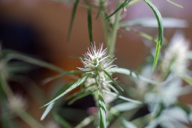 Esrar (İspanyolca marihuana, marihuana), kenevirden türetilmiş psikoaktif bir uyuşturucudur..