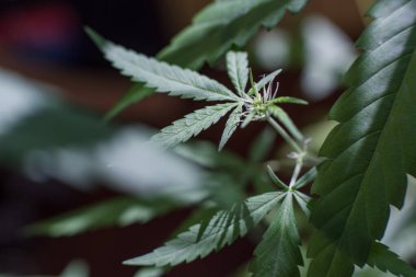 Esrar (İspanyolca marihuana, marihuana), kenevirden türetilmiş psikoaktif bir uyuşturucudur..